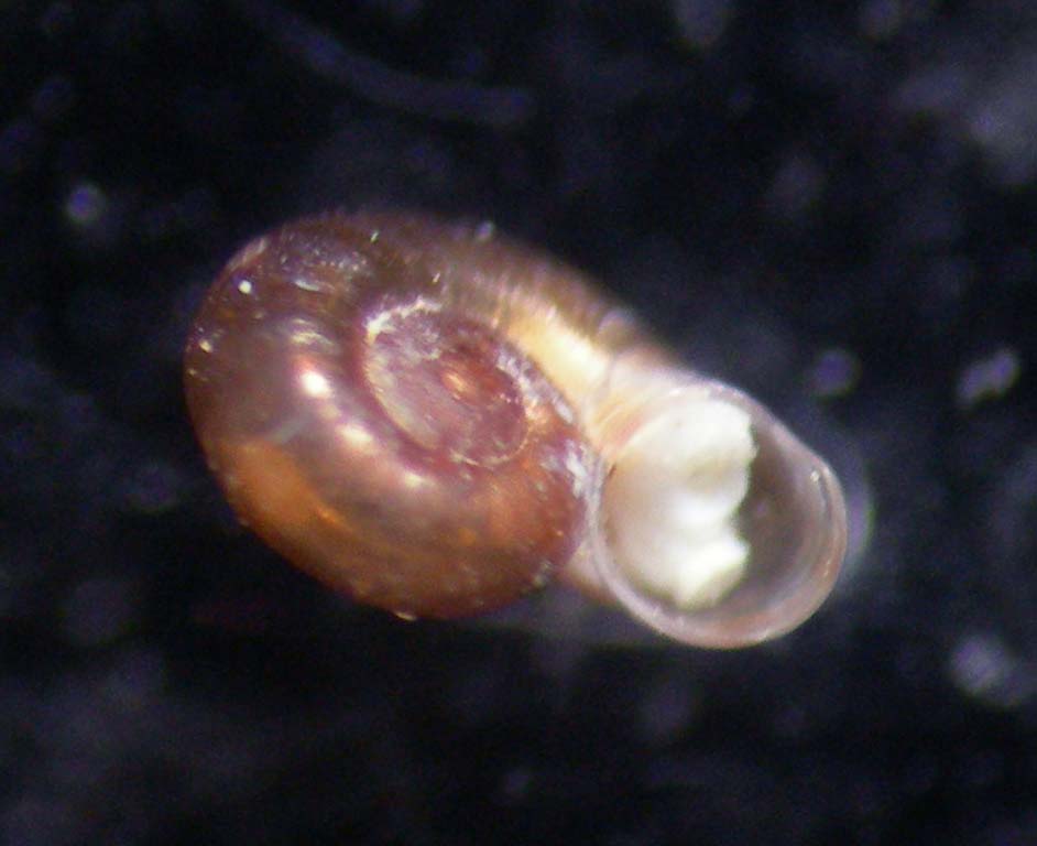 skeneopsis planorbis